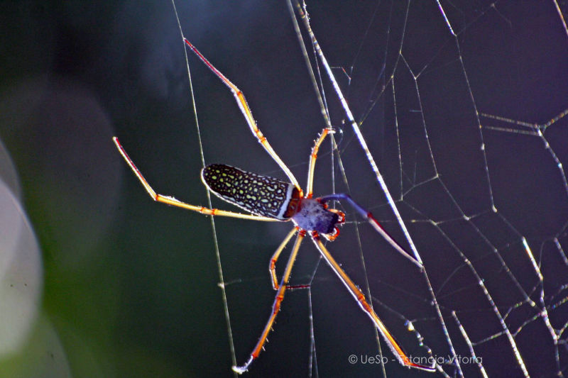 Araignée dans le Pantanal