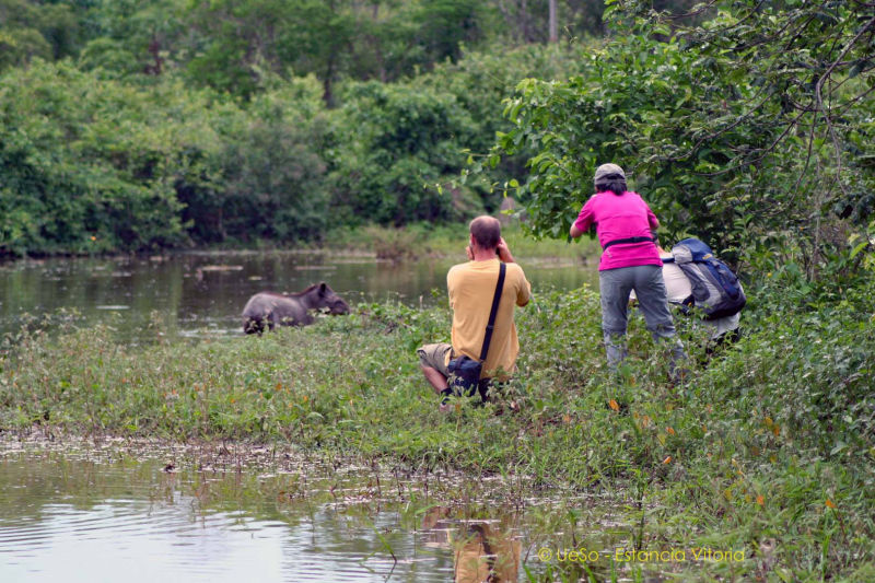 Tapir regardant dans le pantanal