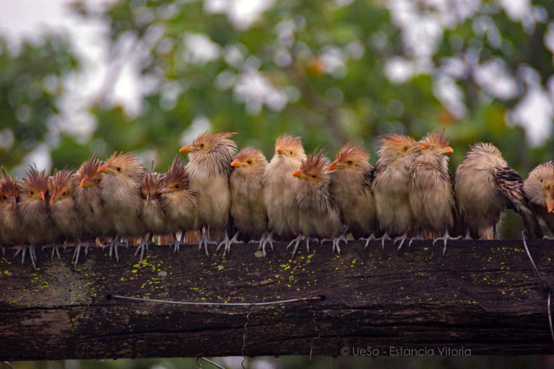 640 espèces d'oiseaux vivent dans le pantanal